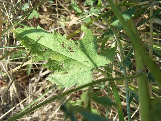 Althaea officinalis / Altea comune